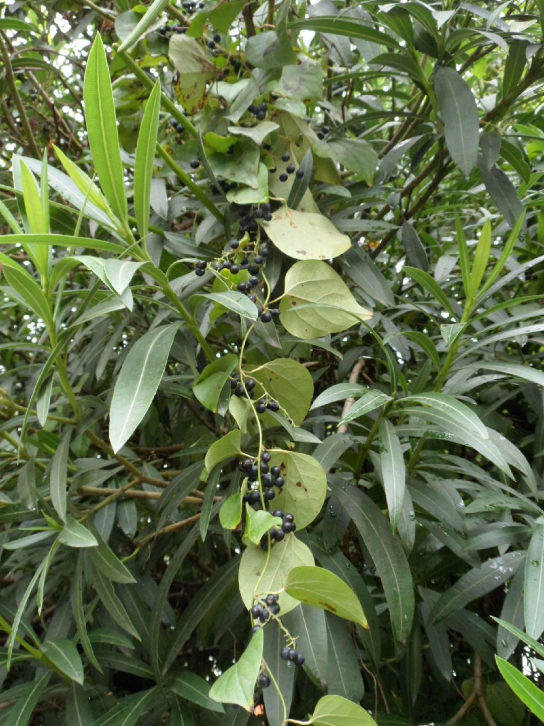 木防己是一种什么样的植物防己属于什么科植物