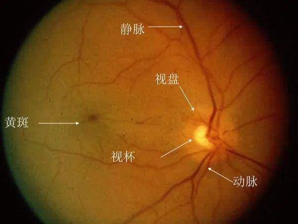 总结没想到一个小小的视网膜既然能够扯出人类的生与死,这也恰恰说明