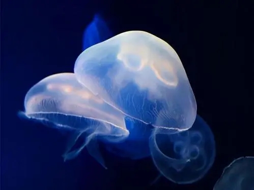宇宙也杀不死的十大生物：“长生不死”活上亿年，脑袋没了也能活