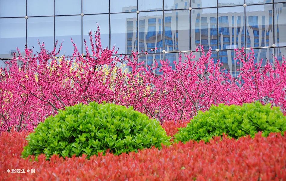 疫情挡不住春天的脚步，小编带你去看古城秦州的春暖花开