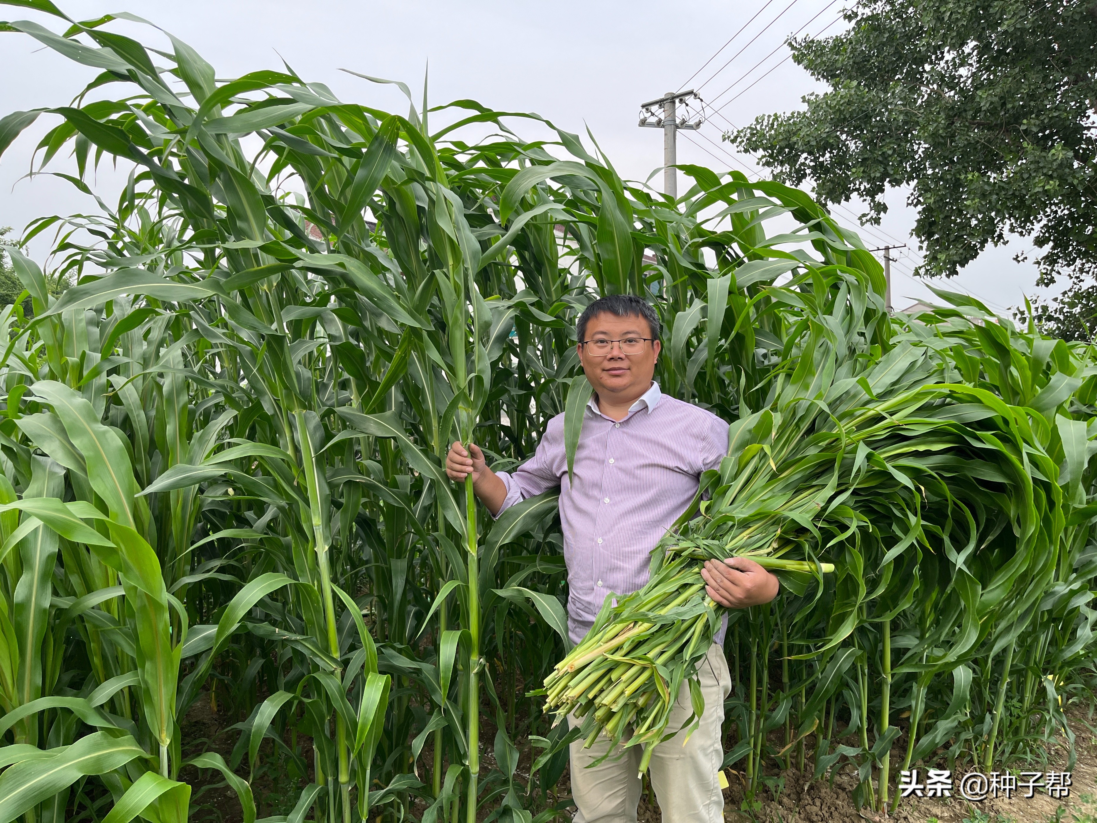 北方养牛羊能种哪些牧草？这几种营养好，有的种一次收割10年以上