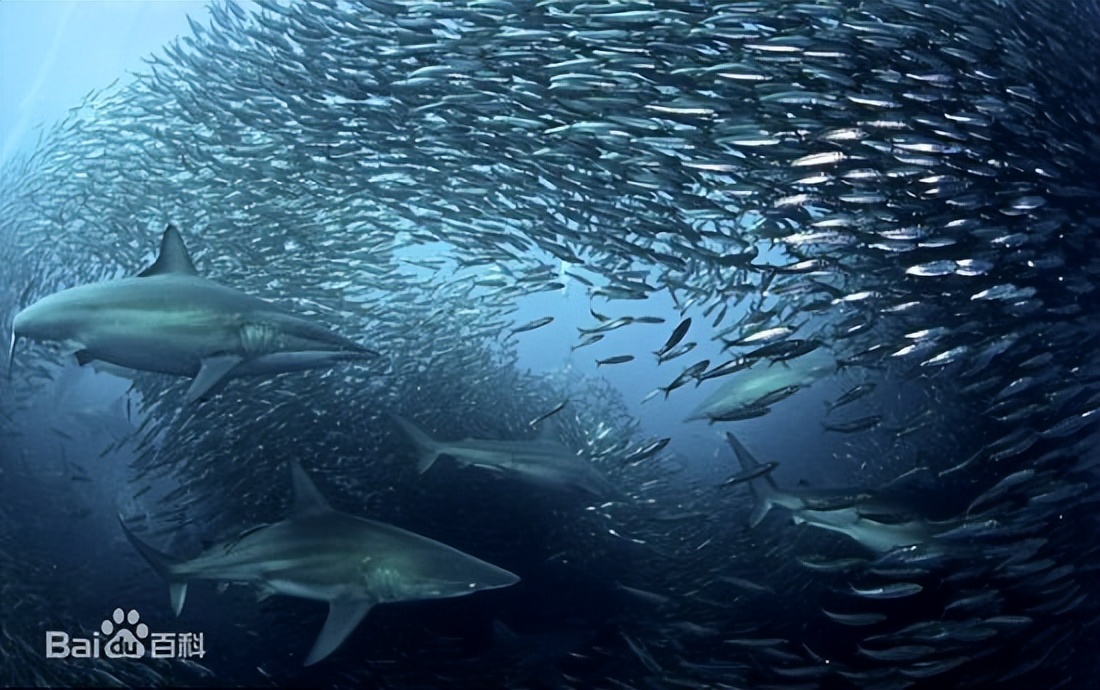 洄游鱼类:三文鱼,中华鲟,鲑鱼,鳀鱼,湟鱼等都是洄游鱼类