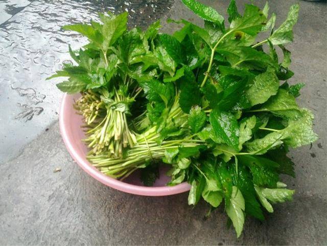 鸭脚板的功效与作用(野菜鸭脚板图片的功效)-我的快乐小窝