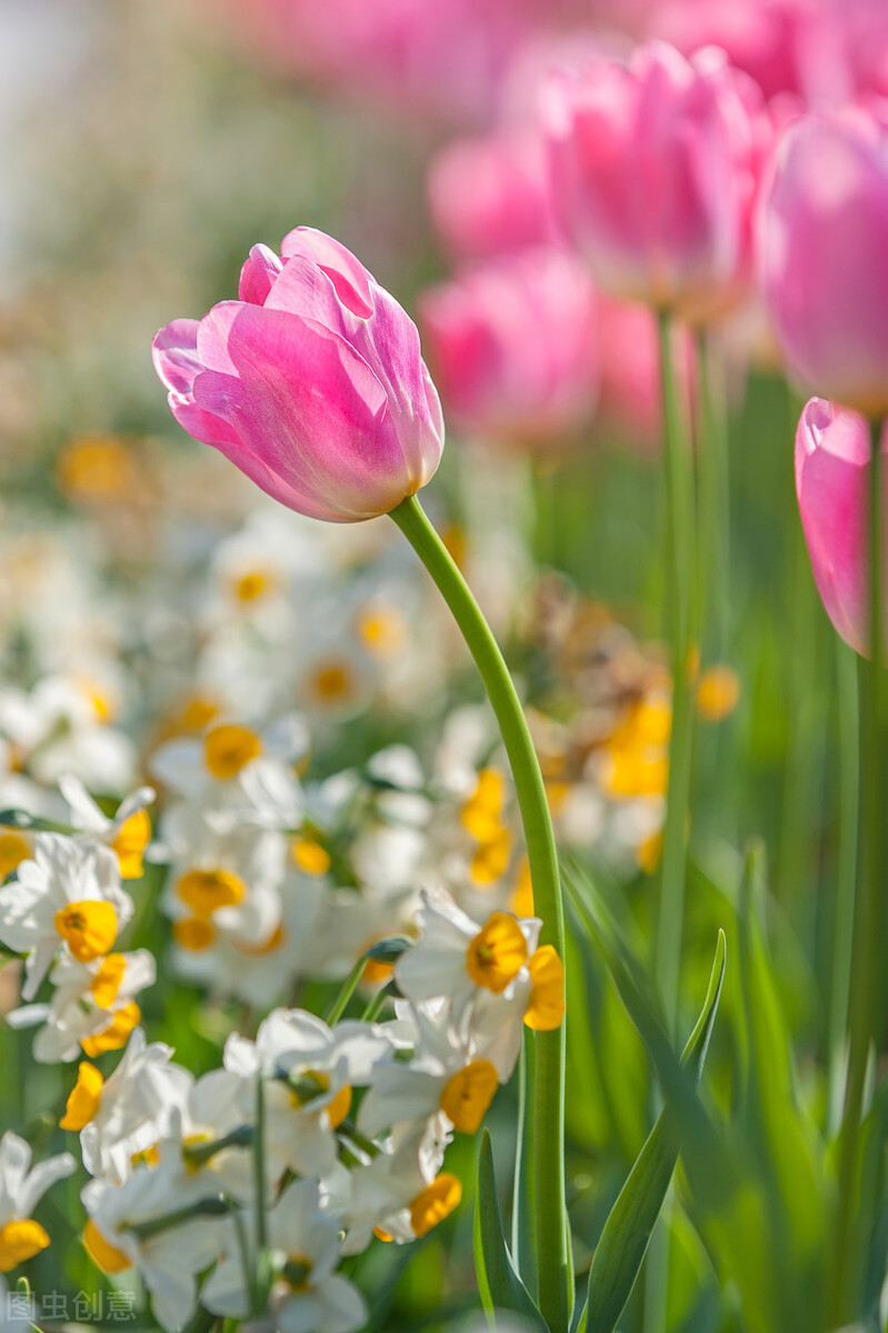66张超清唯美的花图片.惊艳漂亮花朵大图壁纸素材,自然花海风光