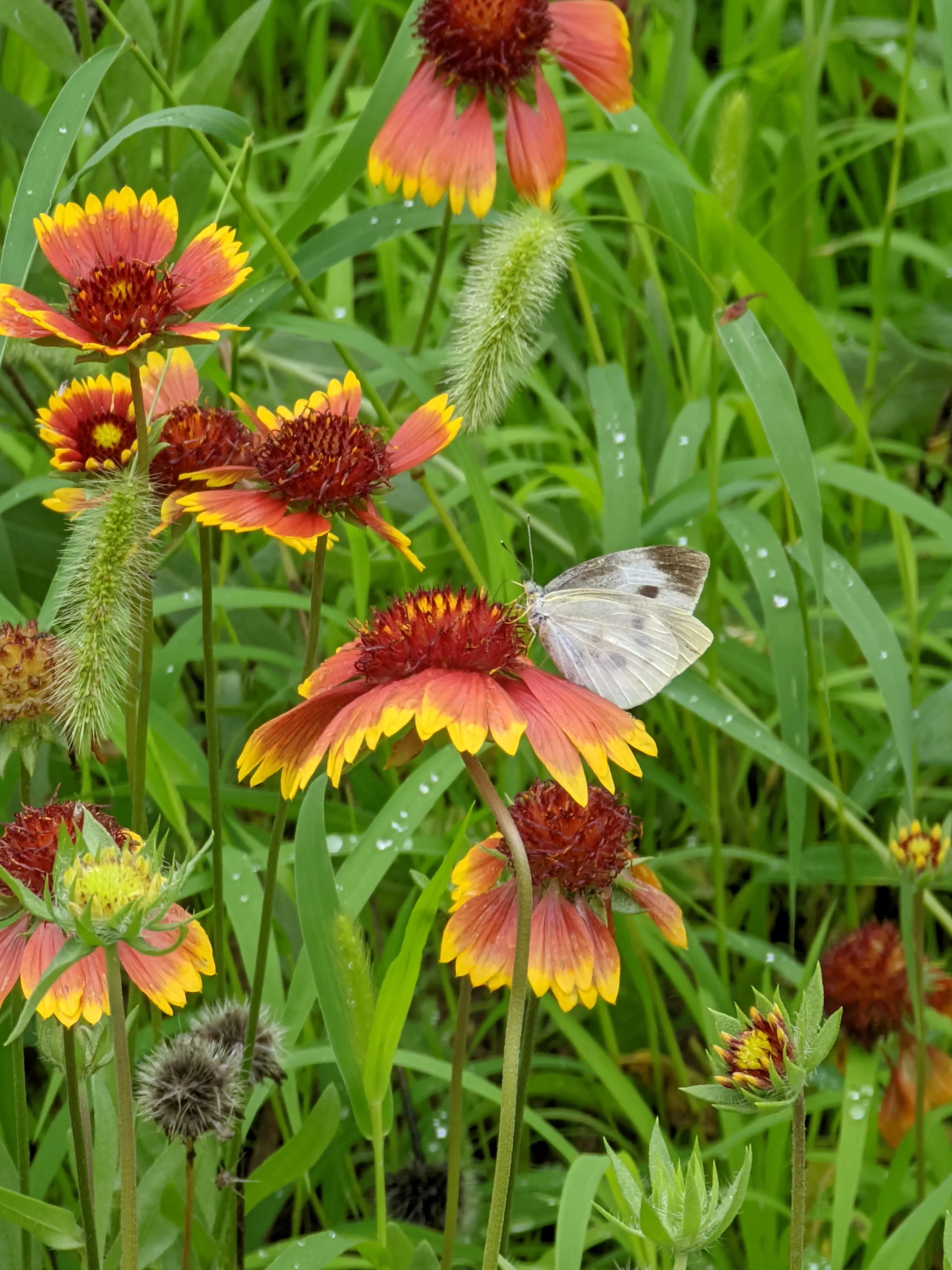 小米手机可以试试谷歌相机，比原生相机效果好