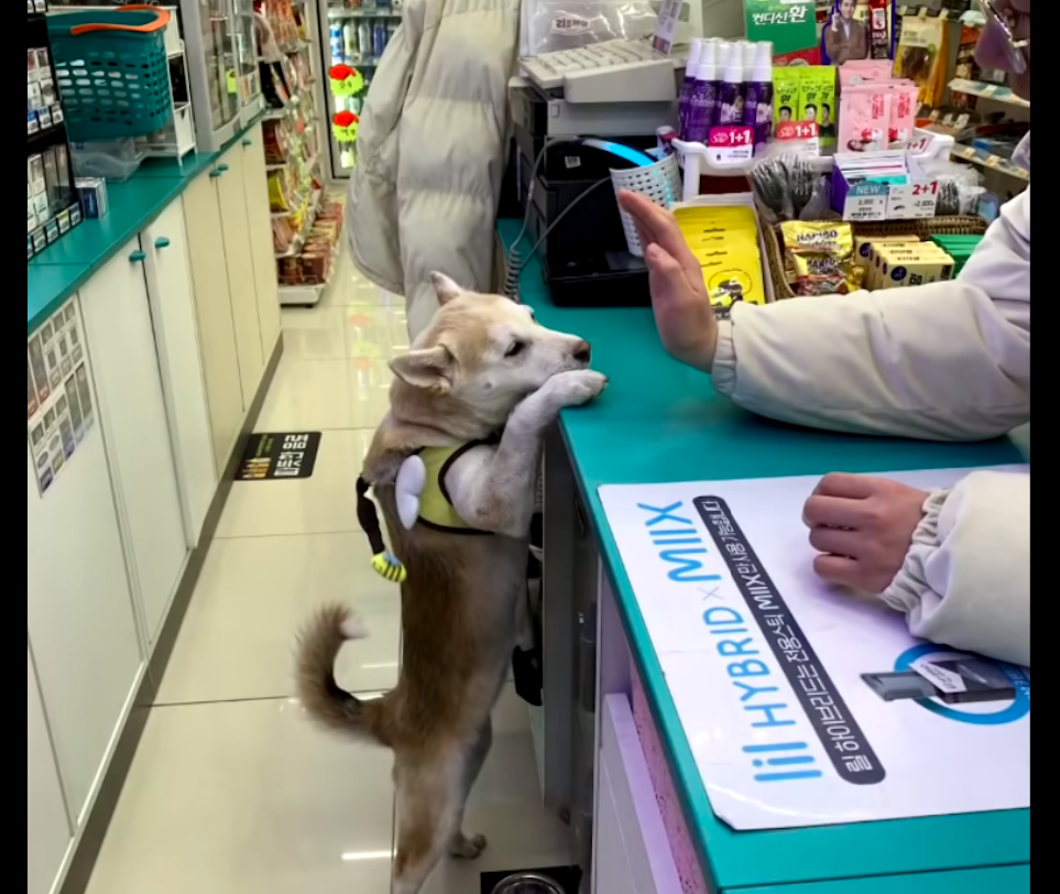 流浪狗被好心老板娘收留，它帮忙看便利店，竟成为人见人爱的招牌