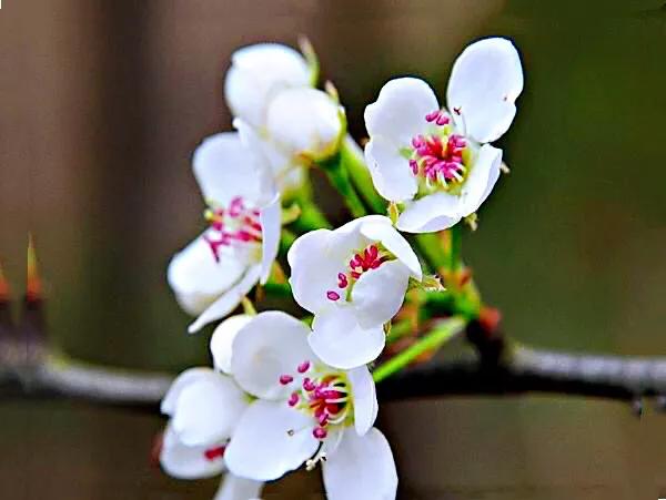 清明时节，棠梨花开