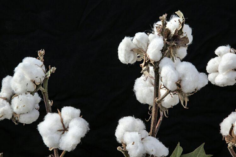 棉布如何导致亡国？害惨黑人的为何是印度？