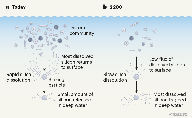 Nature| 碳排放对海洋核心固碳生物的影响