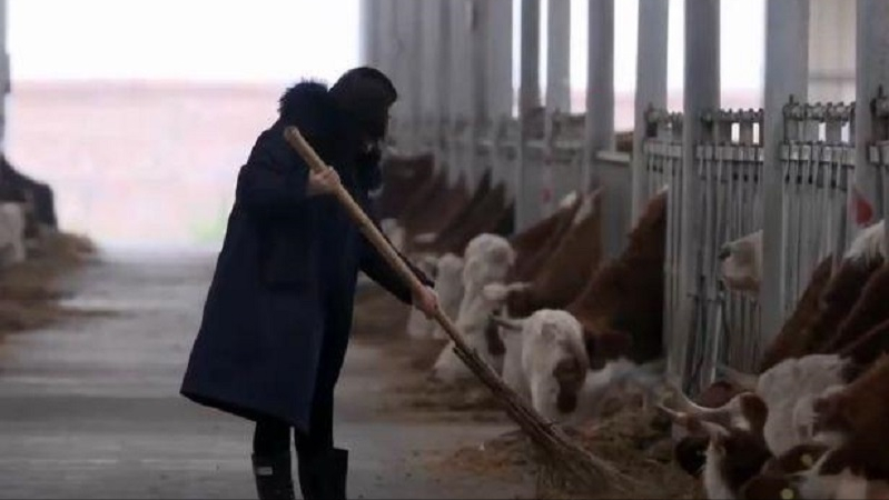2010年上海女白领回老家养牛，卖牛粪赚千万，十年后一年赚1.6亿