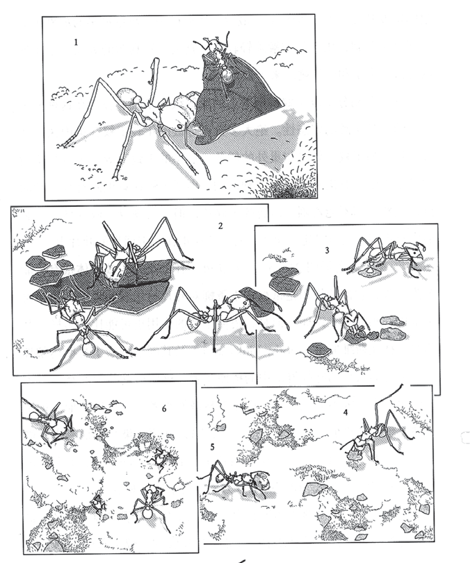 达尔文之后最伟大博物学家，爱德华·威尔逊遗作：与蚂蚁相伴80多年的故事