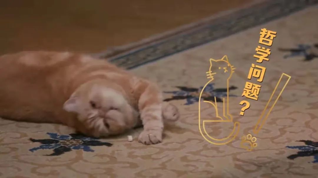 我可是拥有“三岁画老”天赋的小猫咪