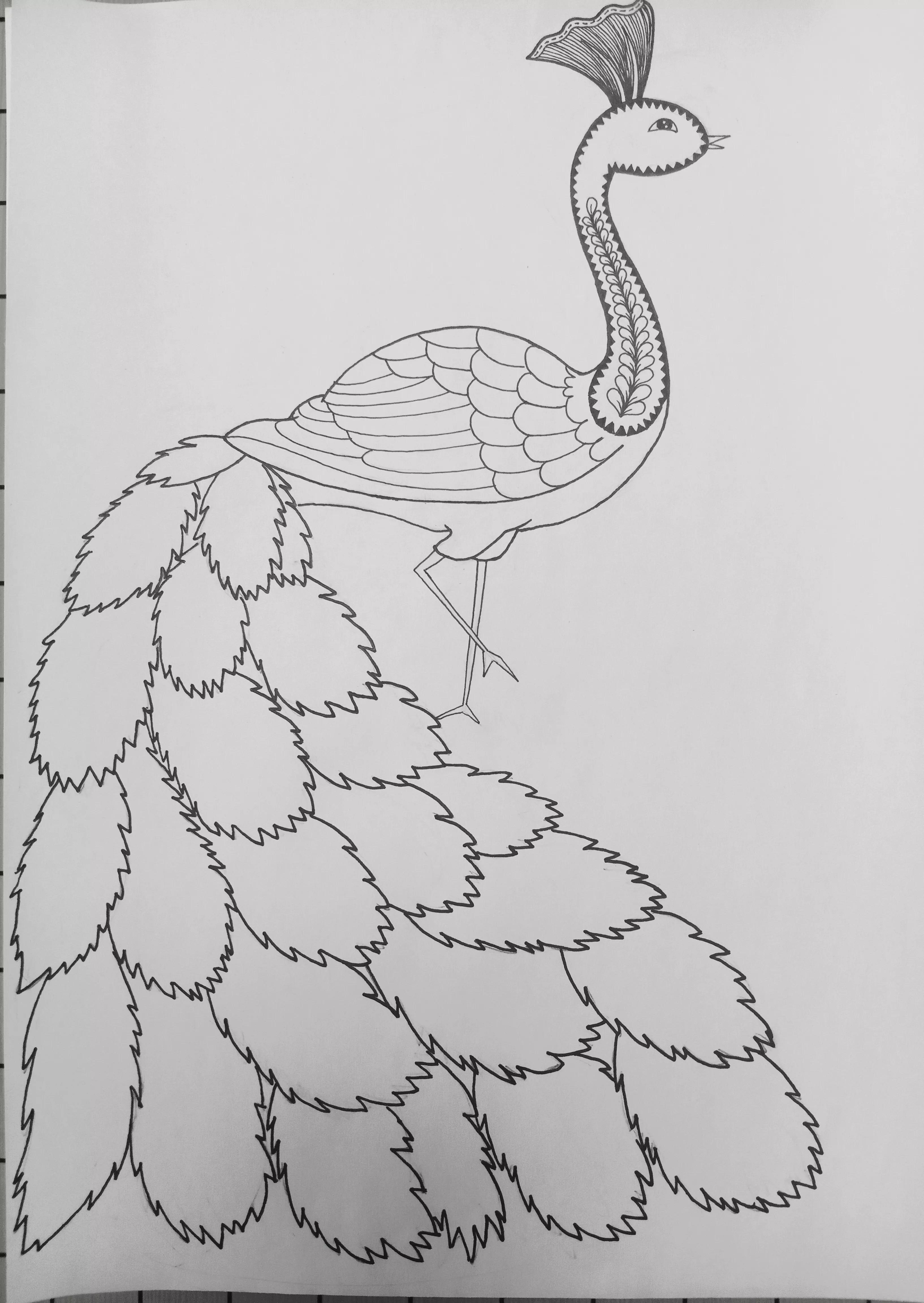 《孔雀》线描画绘画过程