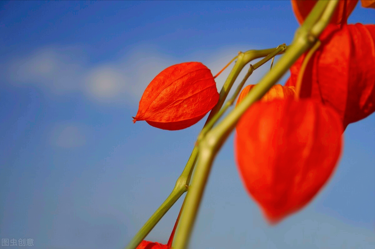 一花一深爱，三月再见四月美，万紫千红百花艳，愿岁月深情你安好