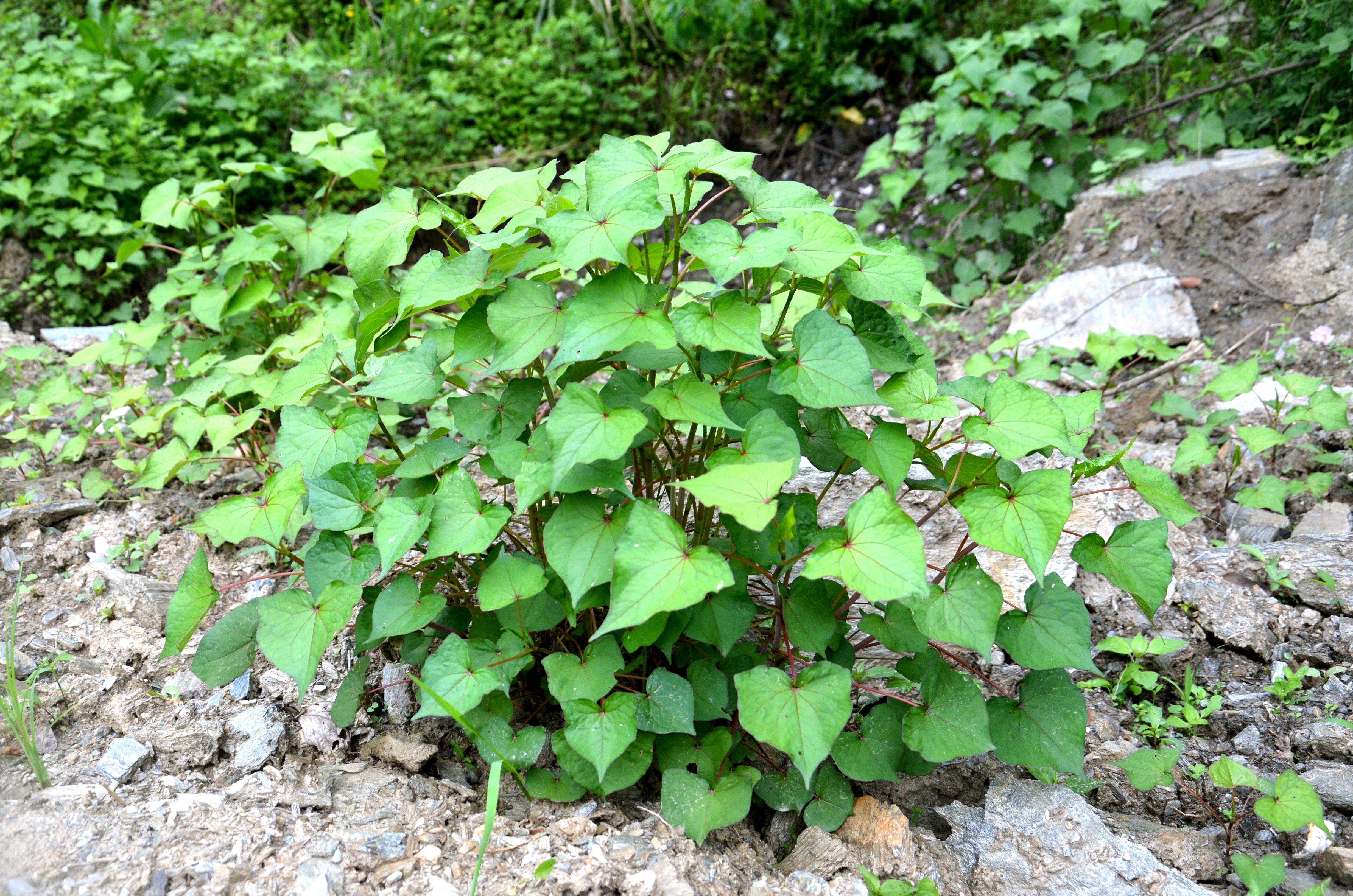 山区这七种野生药材市场需求大，进行人工种植效益高