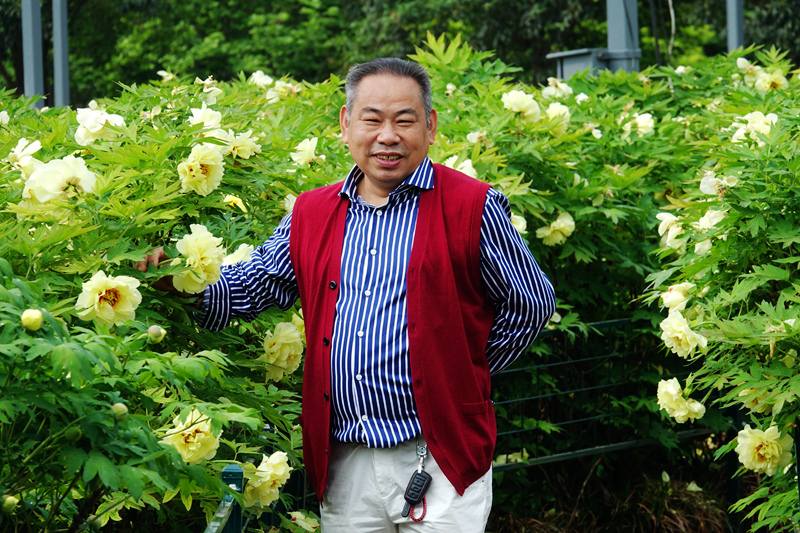 牡丹 未谢幕 芍药己盛开