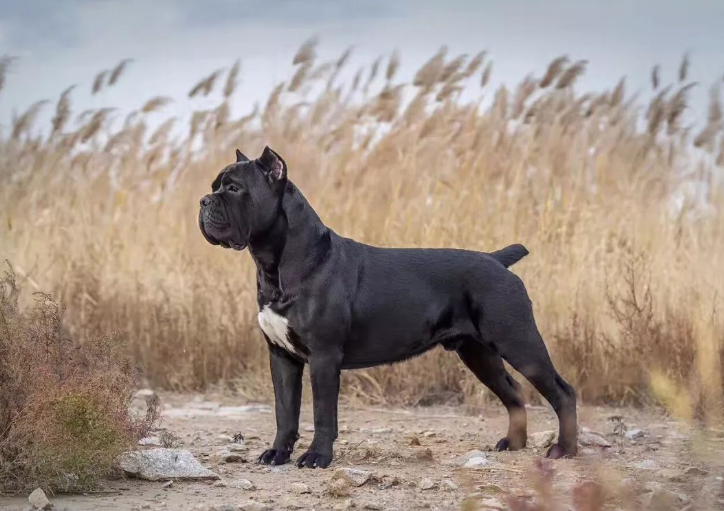 世界十大最凶猛犬种排行榜：战斗力与威慑力最强的顶级猛犬