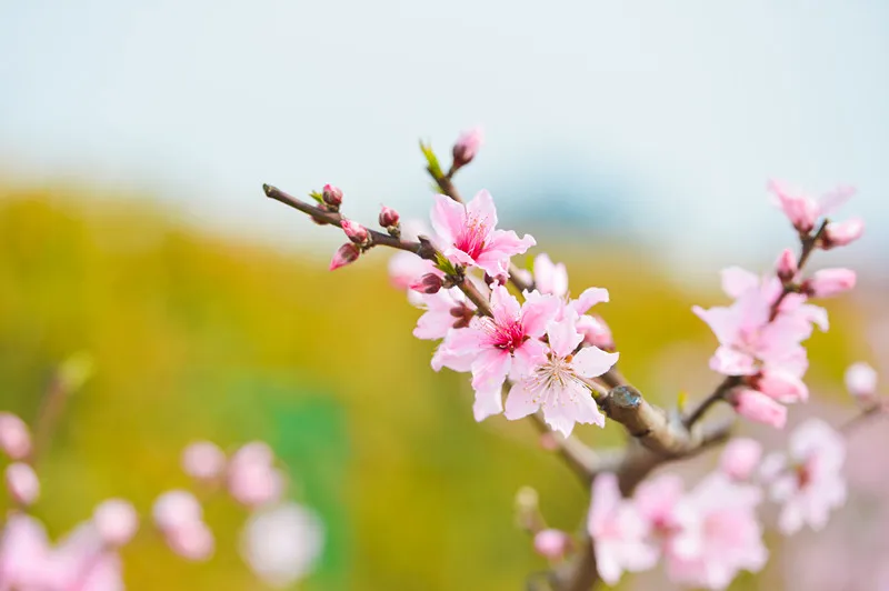 人民日报总结：100首春光诗词，一起感受春天里最美的风景