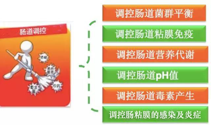 為啥夏季蛋雞腹瀉過料等腸道疾病反復(fù)不斷？一組簡圖帶您看明白