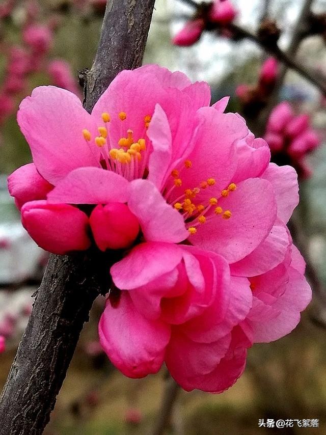 花开有期，人生易老，愿你心若繁花，一路芳华