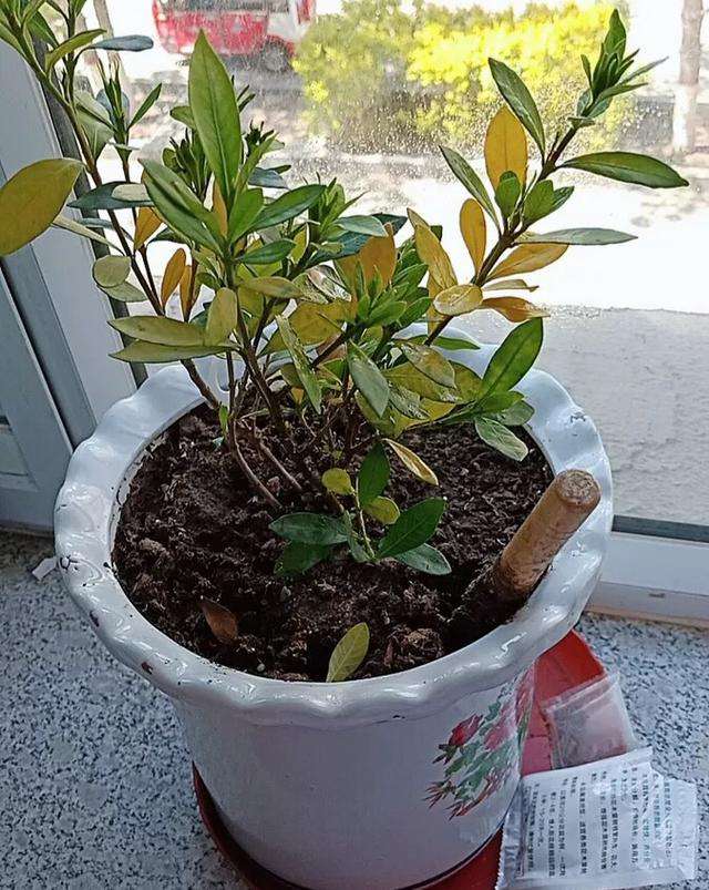桅子花怎么养才能更旺盛（牢记5个诀窍噌噌开爆盆）