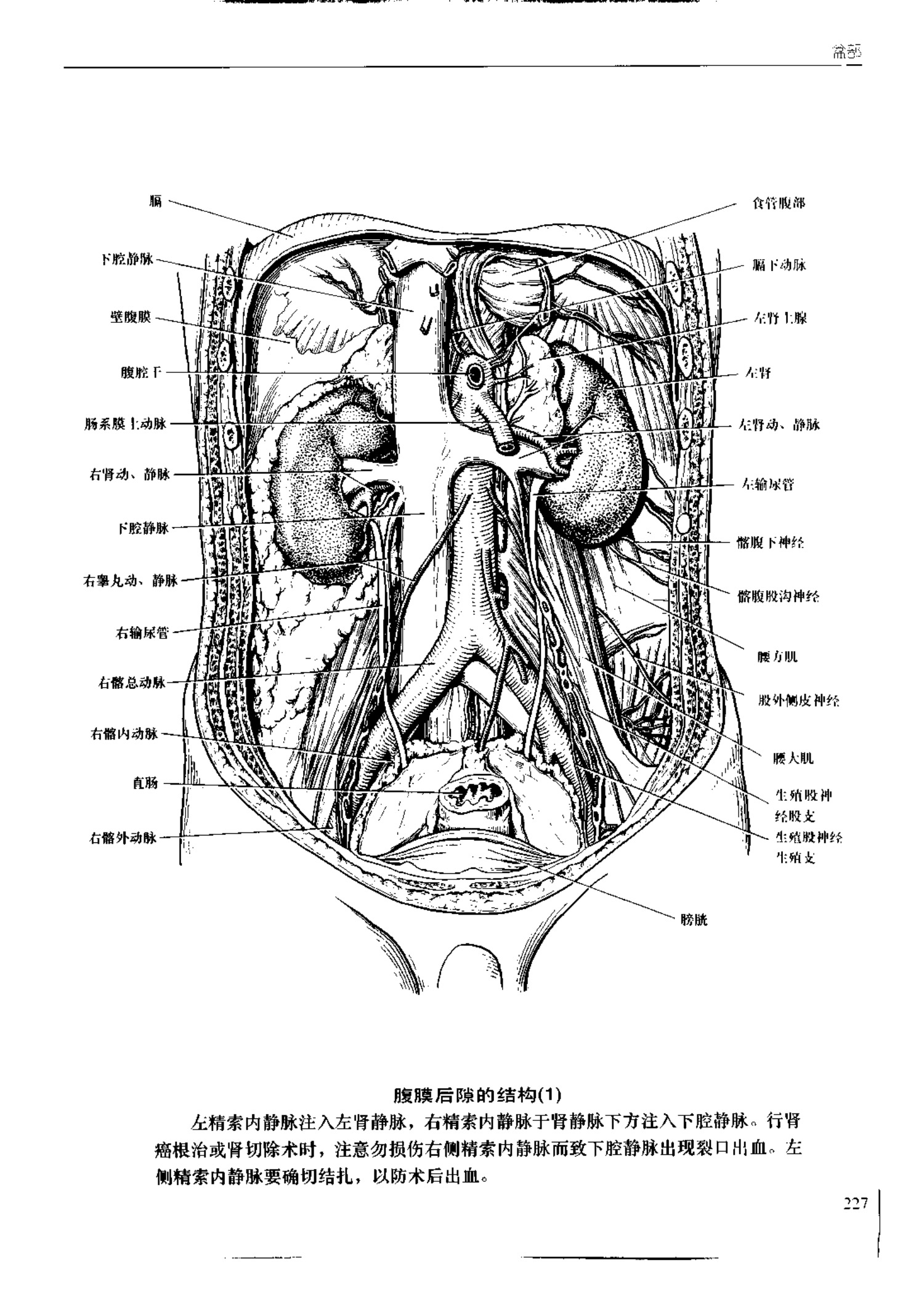 人体内脏位置图(图示集‖外科解剖学图谱(8-5)盆部)