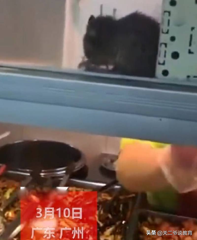 广州：学生食堂现老鼠淡定抹嘴：老鼠已经实现梦想，而你却像咸鱼