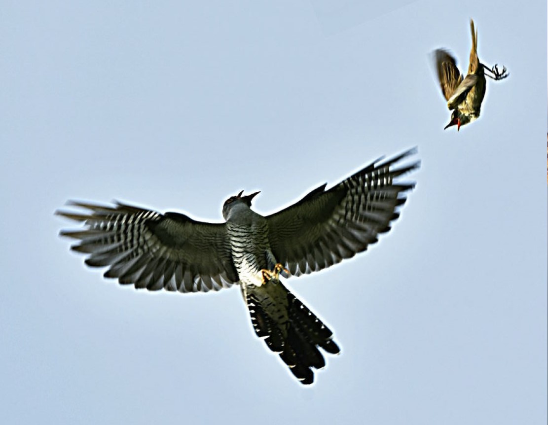 杜鹃花和鸽子占据喜鹊窝的是好鸟还是坏鸟。真正的杜鹃原来是那样的