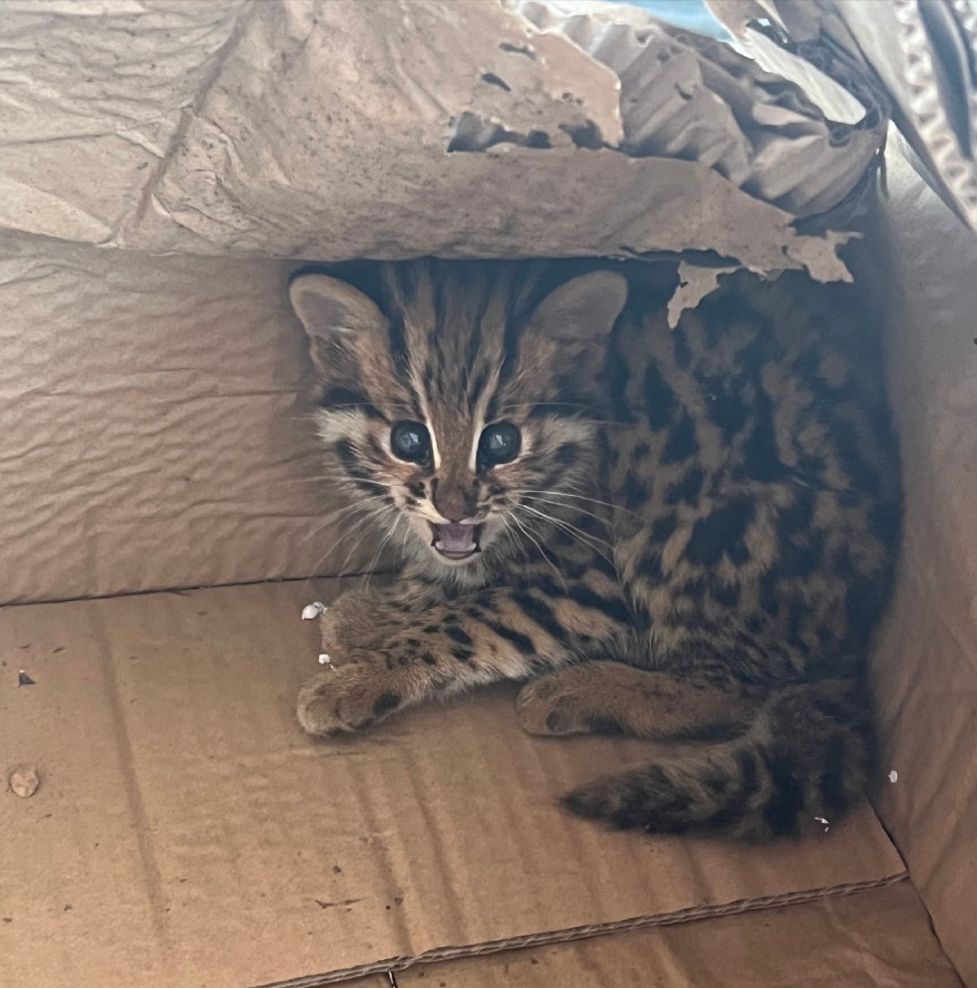 云南两人捡到1只豹猫幼崽,才一两个月大,这么可爱能养吗?