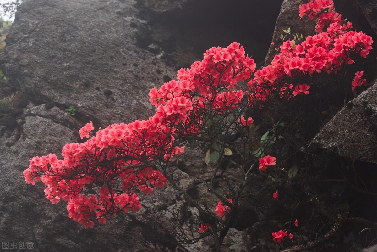 野生映山紅能賣多少錢映山紅看似很普通