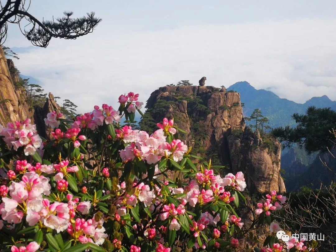 四季黄山 相约春天 | 何须名苑看春风 一路山花不负侬