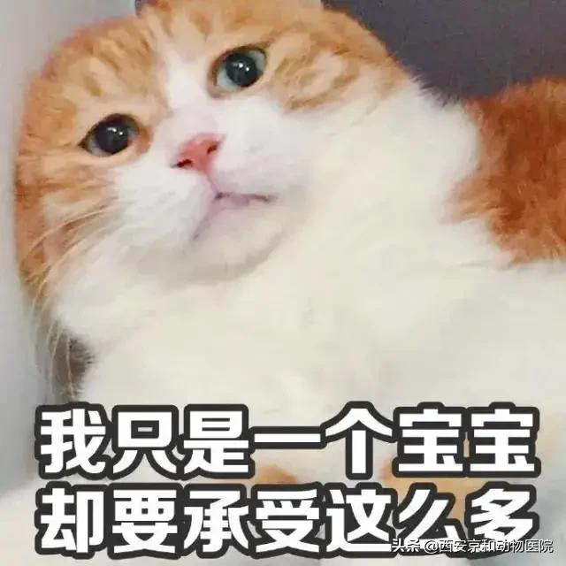 猫咪到底该不该绝育？