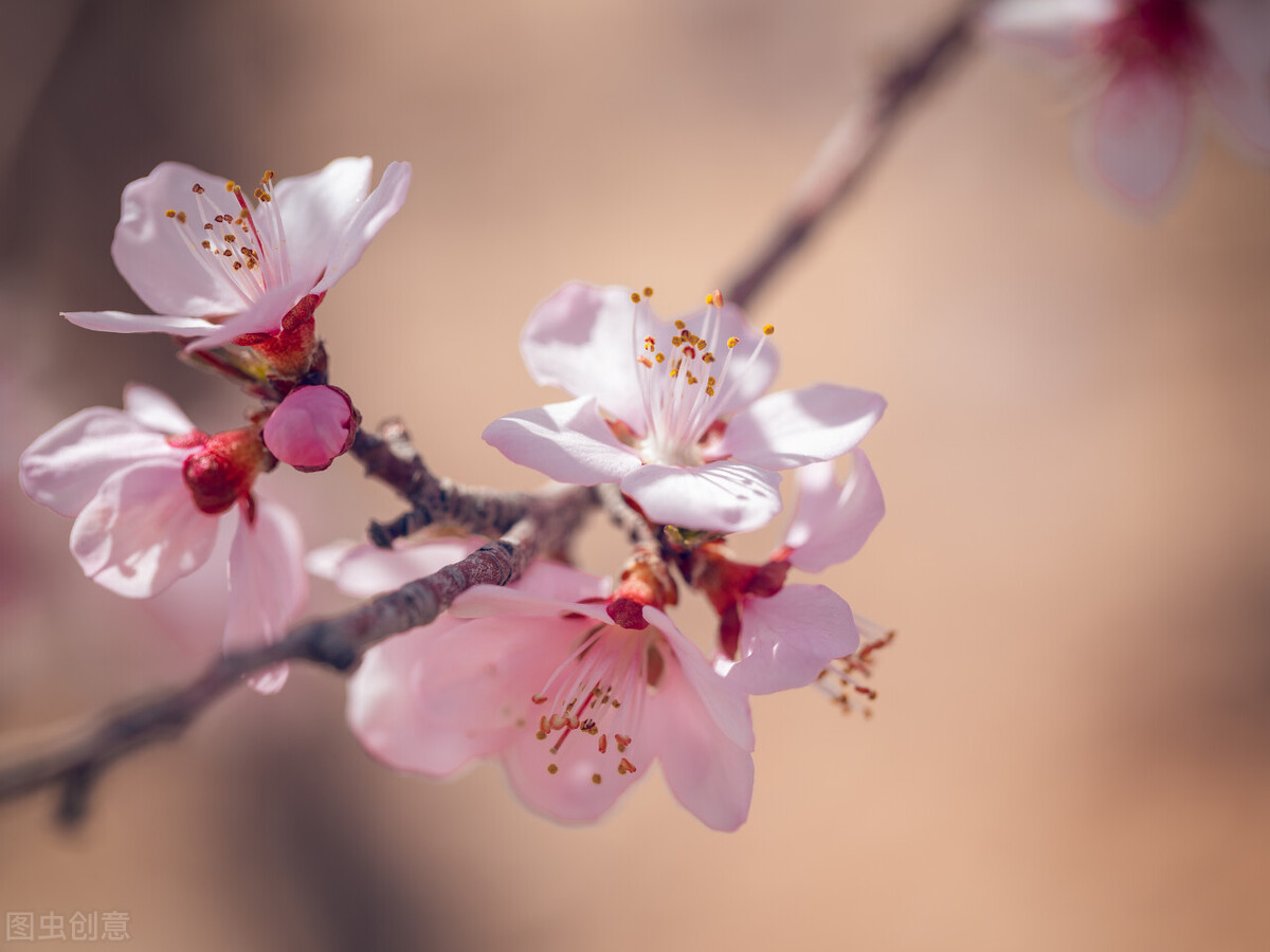 春暖花开，愿你有个好心情