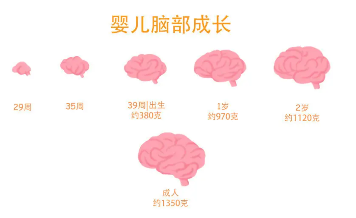 大脑的重量就达到了380克,而且大脑的各部分功能区都已经开始发育了