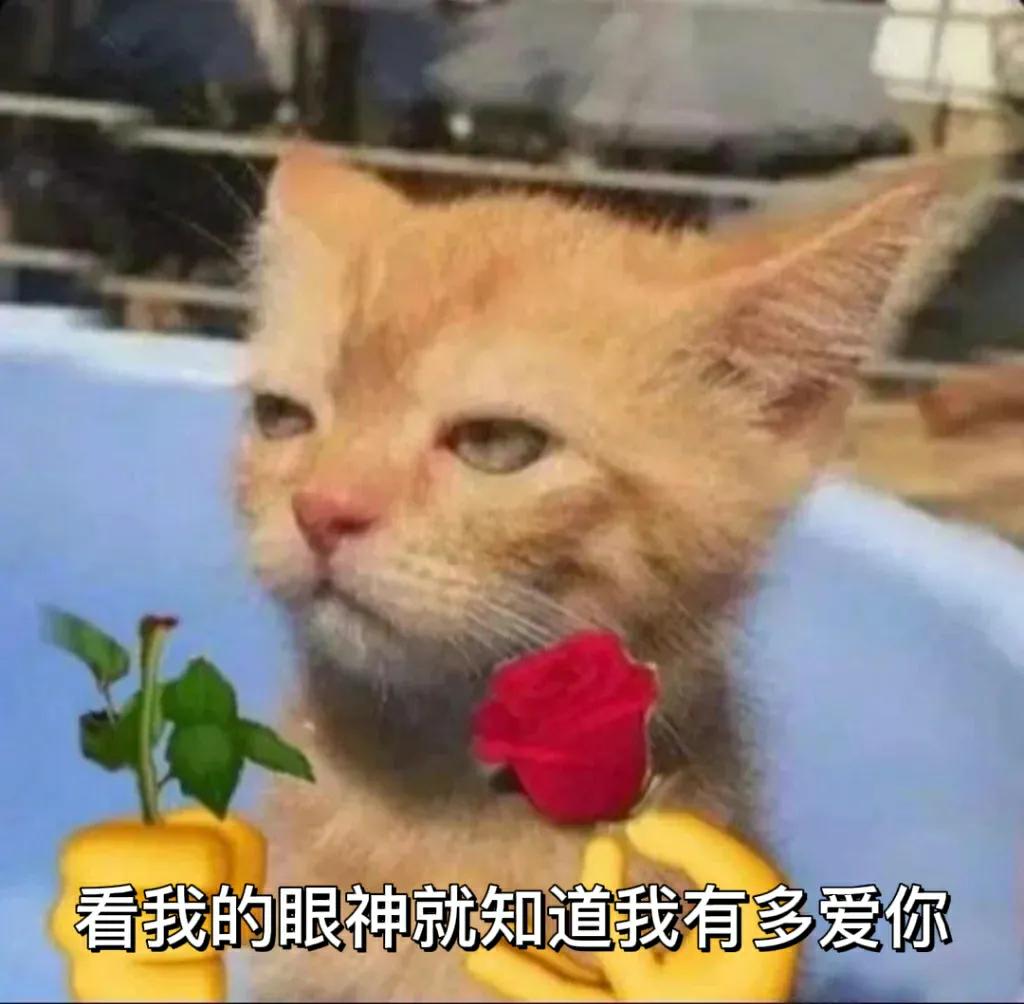 猫咪拿玫瑰示爱表情包图片 眼神骗不了人