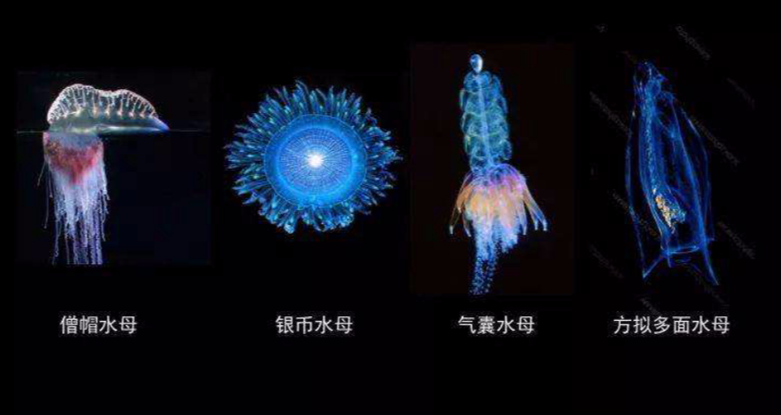 ��������ձ�ѡ�����˥�ϣ��������������⾿����Ϊʲô��