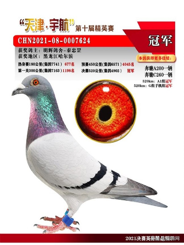 4,天津宇航公棚决赛冠军:明辉鸽舍-秦忠罡麾唐山阳光国际赛鸽公棚的