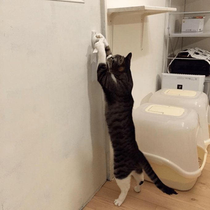 真正拥有“高智商”的猫咪，会有这几种表现，装不出来的