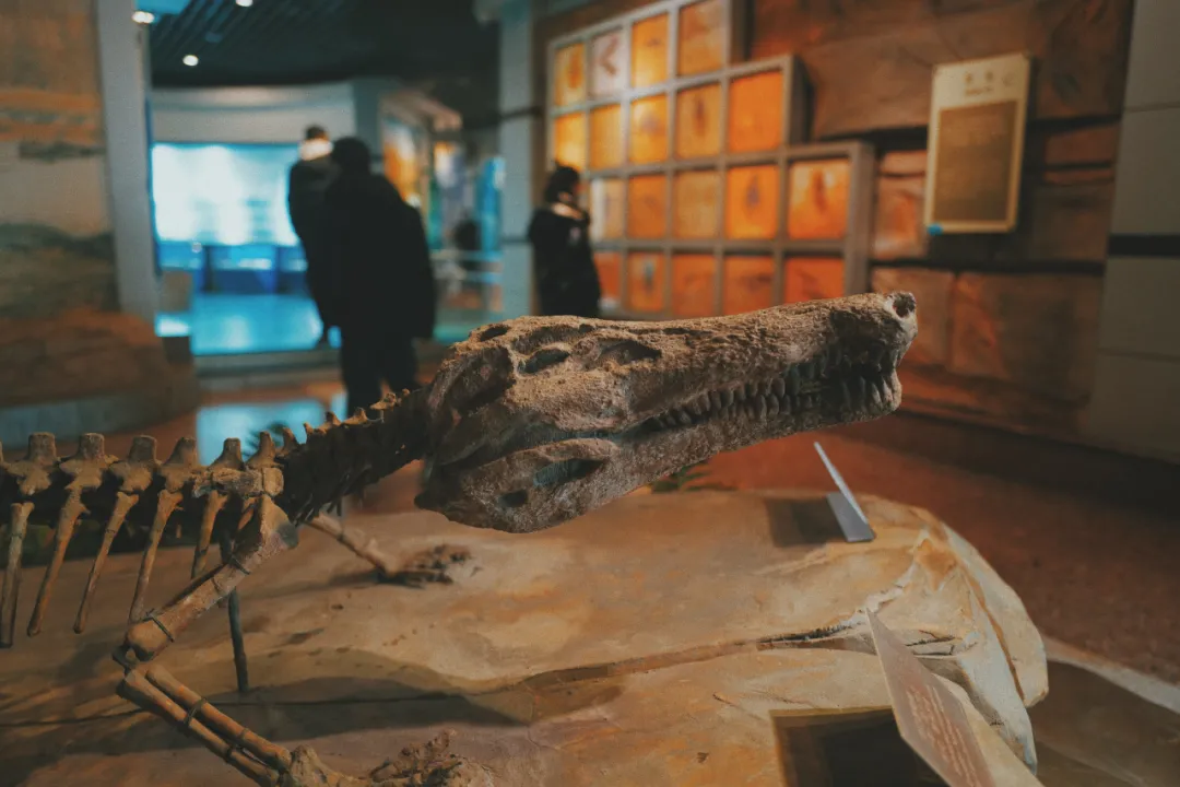 最近超火的盐帮菜之乡让我大开眼界，奇怪的知识又增加了