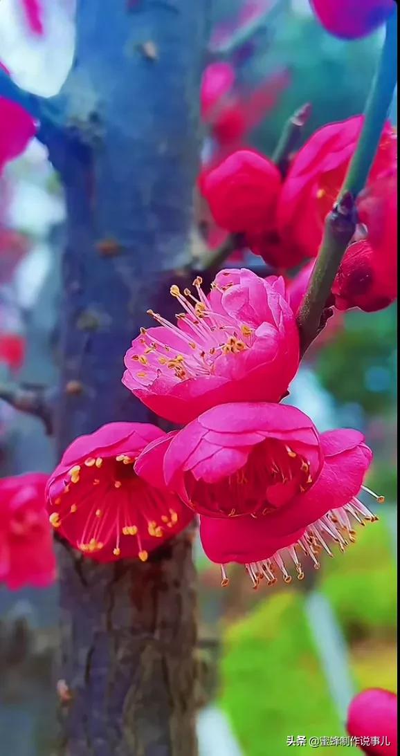 心若向阳，一路鸟语花香