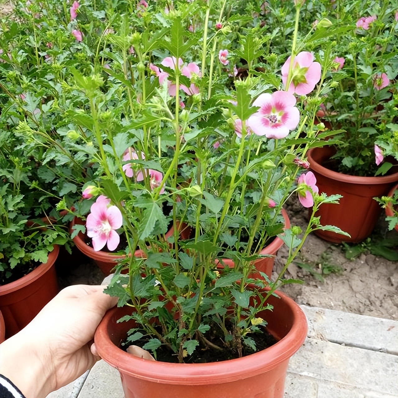 梅雨季节 适合在家扦插木槿花 天晴就开花 温柔吉祥 天天看点