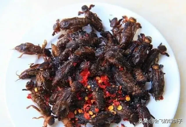 中国是一个美食的国度，只要是可以吃的，大厨总是可以将他们做成美味