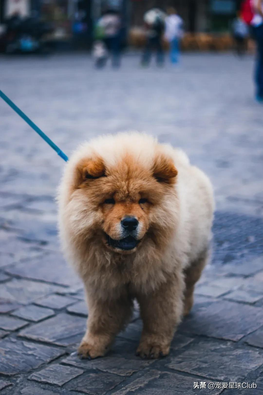 百科 | 松狮犬,长相酷似大号玩具熊的皇家猎犬