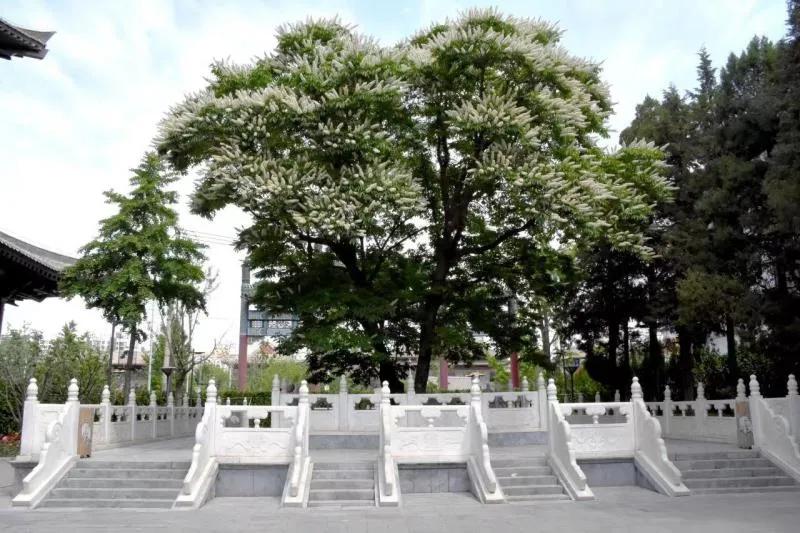 三百年菩提树见证美丽乡村平安传奇