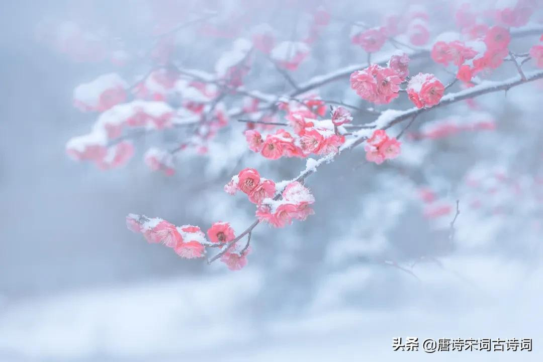 梅花，怎么样都好看