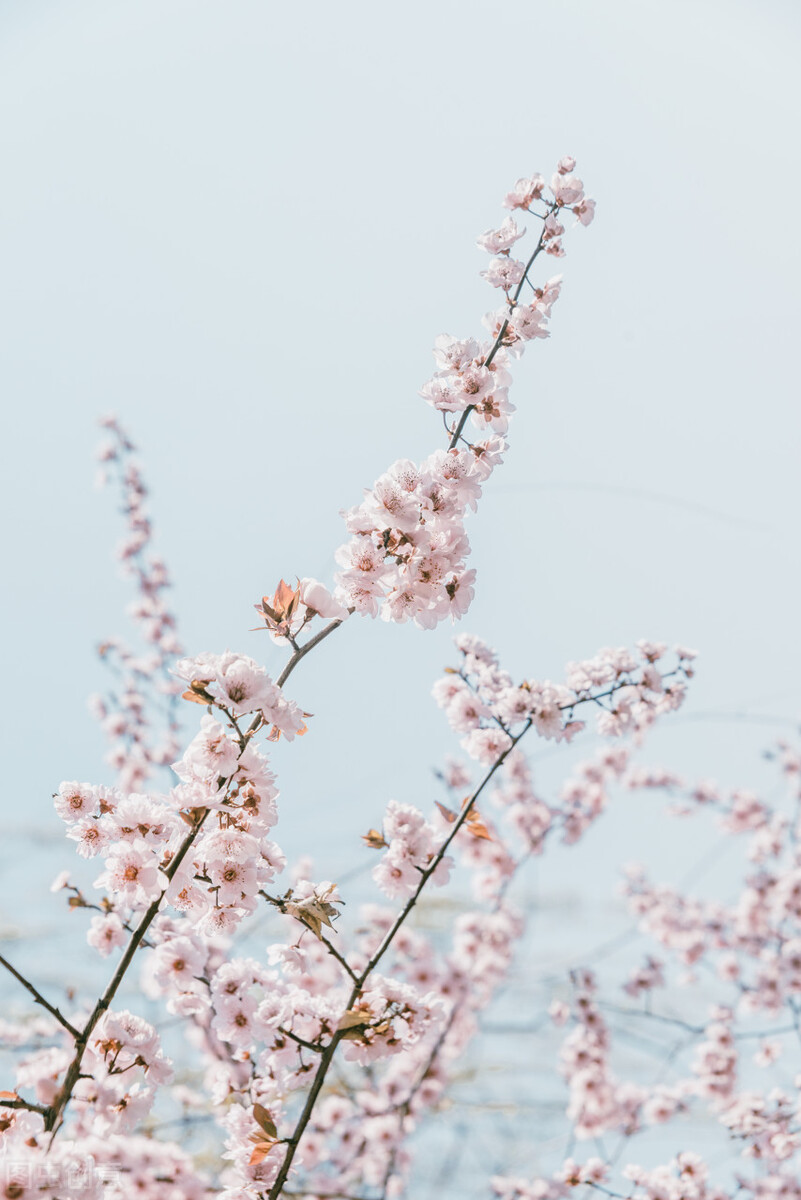 春天神仙简短句子 | 让人心醉的唯美情感文案，精辟暖心个性签名