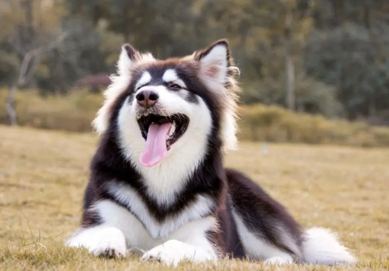 阿拉斯加犬