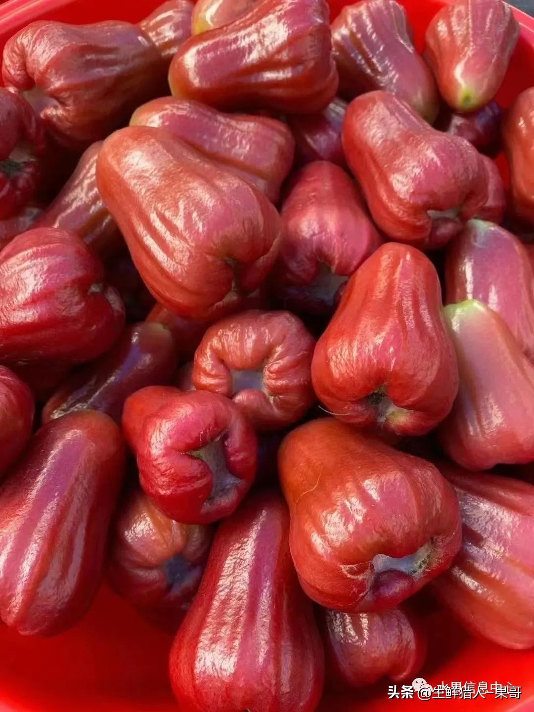 释迦莲雾夫妻果泰国(「莲雾图鉴」黑珍珠,巴掌,黑金刚,黑糖芭比,蜜