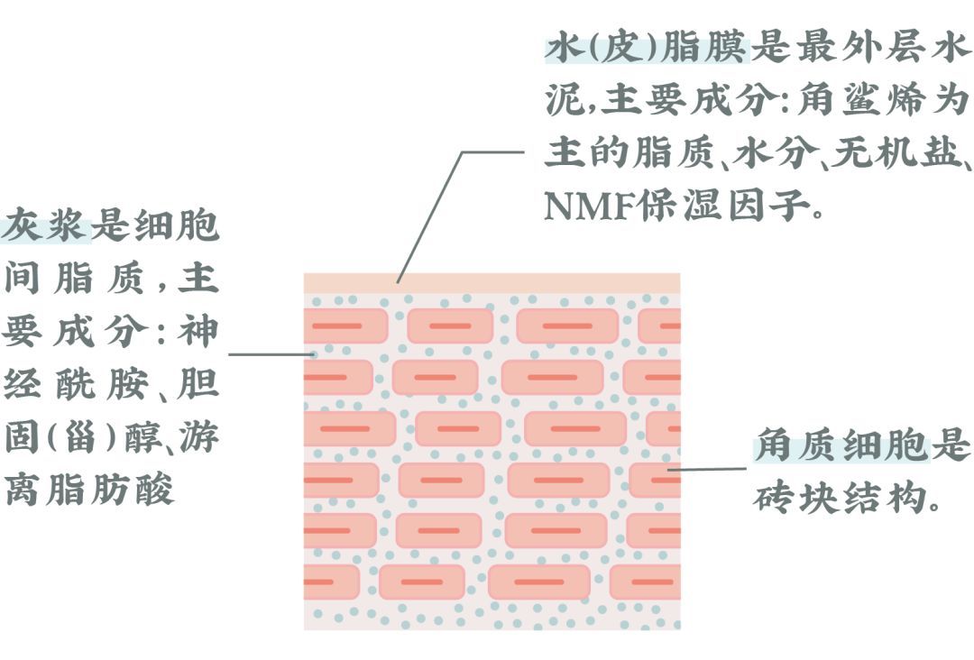 想要美白、抗老？别着急，先把皮肤屏障修复好