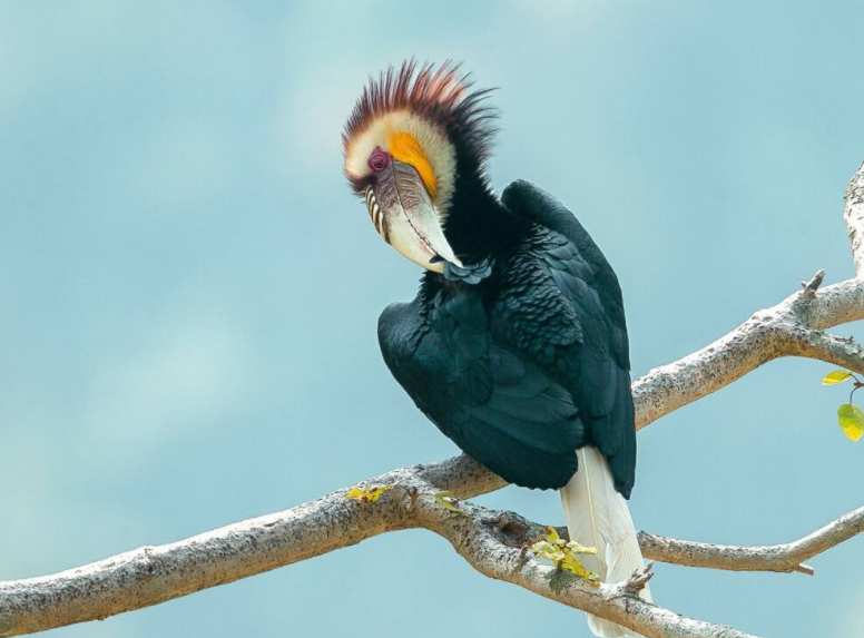 两种"嘴巴"特别大的鸟,一种欺软怕硬,一种是景颇族图腾